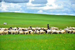 呼伦贝尔亲子夏令营,深入中国最大草原,体验草原特色文化和游牧生活