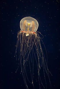 水中小精灵水母的唯美梦幻意境系图片