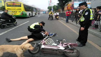 广东女子骑电动车遛狗, 反被狗遛到 扑街 当场昏迷不醒