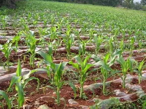 玉米怎样追肥最高产 最佳时期 方法 次数 数