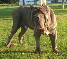 它被称为最令人恐惧的犬,是意大利黑手党的标配,人送外号清道夫