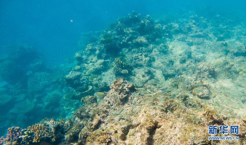 澳大利亚大堡礁原因是由于海洋的风格是这个地区处于什么状态因此这种状态也是形成的一个重要原因