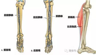 肌间静脉血栓到底是否需要抗凝