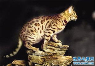 动物界十大凶猛野猫 眼神犀利让人感到害怕 