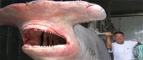 鲨鱼一旦停止游动,为什么立刻就会窒息而死 今天总算长见识了