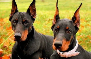 狗狗配种,全球征用的5大警犬,昆明犬也光荣上榜