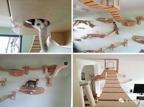 养猫的人应该如何装修房子 