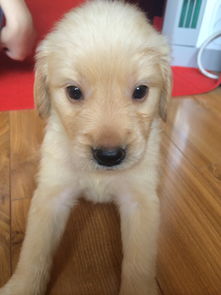 金毛幼犬最好买几个月大的两个月 怎么挑选好的金毛幼犬 