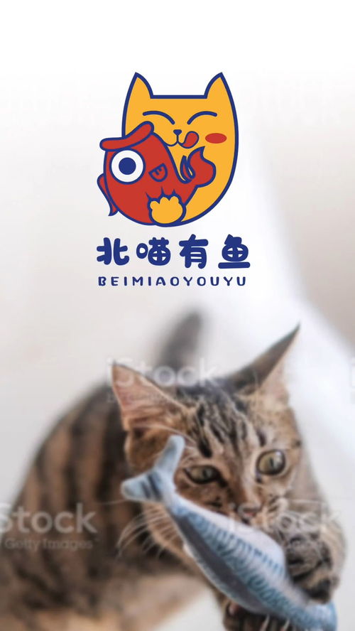 北喵有鱼,名为猫,猫之萌,汉子受不了 