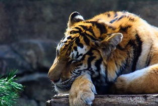 老虎的生活习性,老虎的生活特征和生活方式