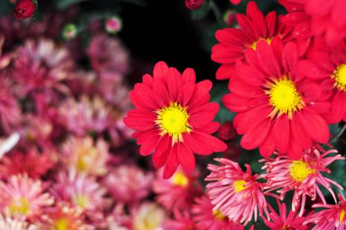 表示温柔的花花语是温柔的花,哪种花的花语是代表善良朴实的
