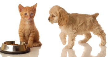小猫小狗宠物动物可爱猫狗摄影动物世界图片素材 模板下载 2.28MB 其他大全 标志丨符号 