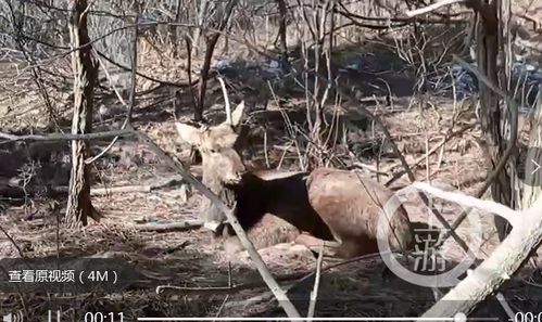 一小区20条狗10多只流浪猫离奇死亡是怎么回事,关于小区里有一只流浪猫和流浪狗的新消息 多特软件资讯 