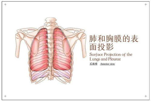 养肺就是养命 看大拇指,大致就知道你肺部是否健康