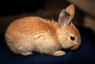 兔子能吃白菜叶子吗(养兔子的十大禁忌)