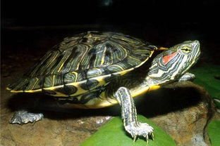 怎么给巴西龟群名字？