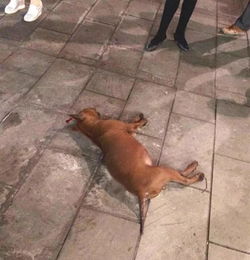 太可怜了 宜宾一狗狗被主人从楼上扔下,活活摔死