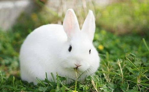 一些人说“兔子不吃窝边草”，那为何还要“近水楼台先得月”呢你觉得这两句话矛盾吗
