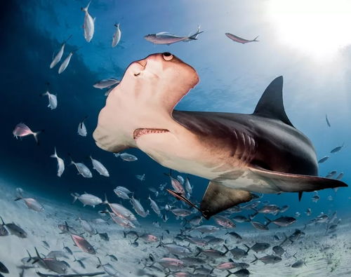 冷知识 看过关于鲨鱼的电影,那么你知道鲨鱼有哪些奇妙之处吗