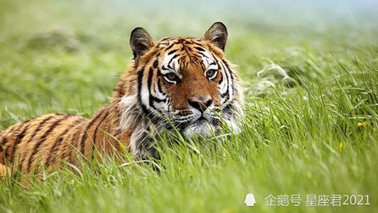 生肖虎和生肖猪配吗 属虎人和属猪人在一起好不好