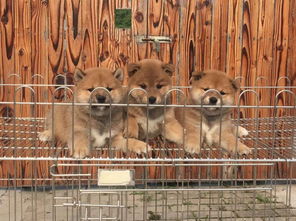 杭州哪里有柴犬出售 杭州柴犬哪里的纯种健康 杭州柴犬幼犬一般多少钱