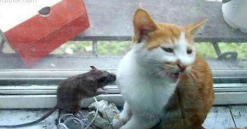 老鼠跑到窗台闹事,女孩害怕把猫咪抱过去,下一秒被猫蠢哭了