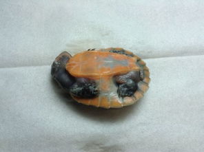 急救 刚买的两只小圆澳龟,好像腐皮了,大神能进来看一下吗 