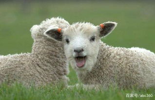 You re a sheep真不是你是一只小羊的意思,理解错了就糗大了 