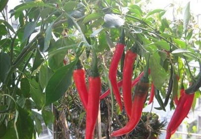 家里养 盆栽辣椒 ,3个小技巧,一棵结80多个,养一盆够吃了 结果 