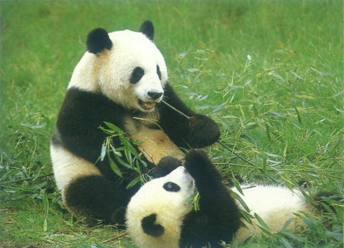 动物的吃货生活之大熊猫吃虾米