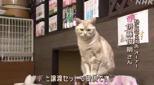 租房就送猫咪,还有专人教你科学饲养 日本这家 猫咪公寓 是什么神仙