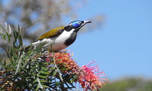 蓝脸吸蜜鸟澳洲澳大利亚北领地，头蓝，是不是稀有鸟种？