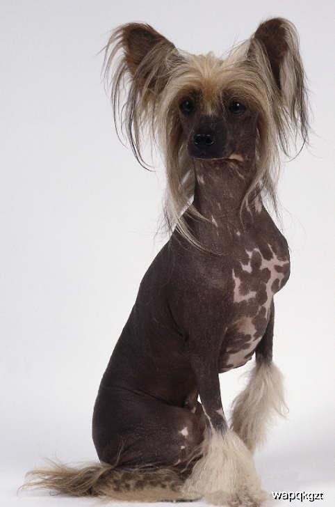 被网友戏称为世界上最丑的犬种,中国冠毛犬 很丑却很温柔