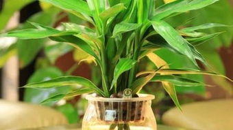 水培富贵竹的养殖方法和注意事项,水培富贵竹的养殖方法和注意事项？
