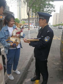 1044太原文明 太原警方治理犬类 噪音扰民等民生热点问题有成效