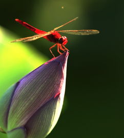 带有蜻蜓的关于荷花的诗句