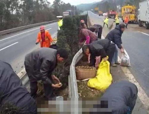 不好意思,你这个 人血馒头 我吃定了 图片 