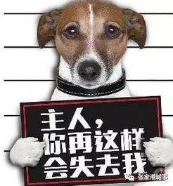 张家港养宠物狗的市民注意了 我市正在严查违规养犬行为 