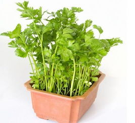 阳台芹菜的种植方法