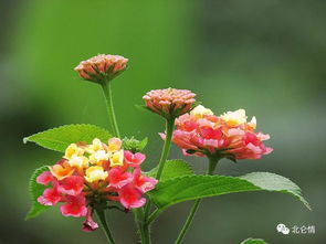 象征家庭和睦的花卉,五色梅 