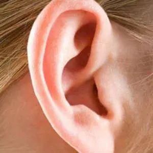 最新研究 耳朵的秘密,真让人吃惊 速看