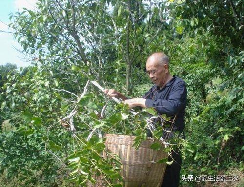 这种树真奇怪,越长虫子人们越高兴,成熟后像下雪一样好漂亮