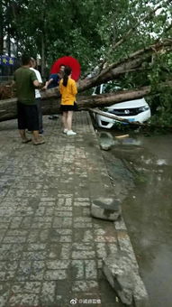 石家庄狂风暴雨,阳台窗户直接被吹掉,多辆汽车被砸坏 