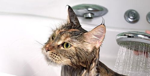 猫咪多久洗一次澡才最合适