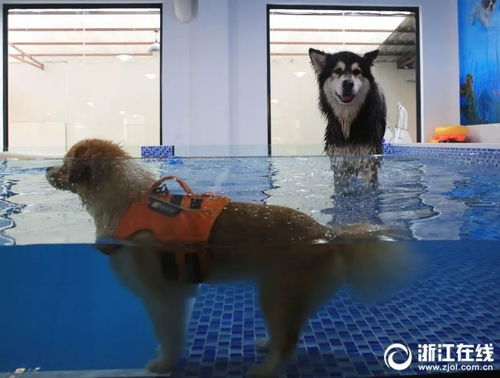 杭州一宠物游泳池火了 狗狗208元游一次,还要提前预约排号 