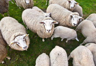 科研人员打造iSheep 牧羊人再也不怕羊跑丢了