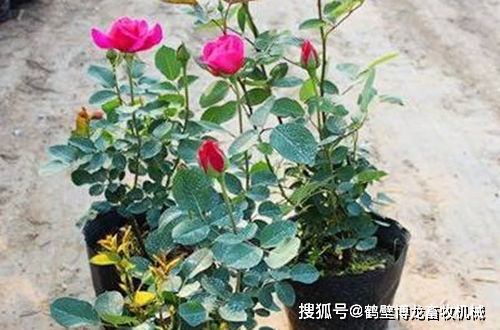 玫瑰花枯枝怎么办(玫瑰花枝干枯萎怎么问题)