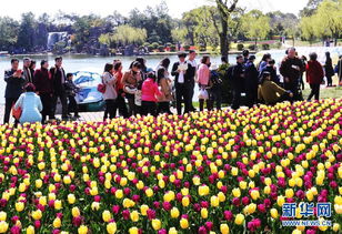 上海鲜花港 郁金香花展十年引来200万游客 图片 