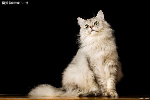猫的尾巴怎么形容,大白猫的尾巴像什么？