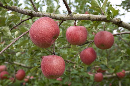 6月份早熟苹果品种 四个早熟苹果新品种